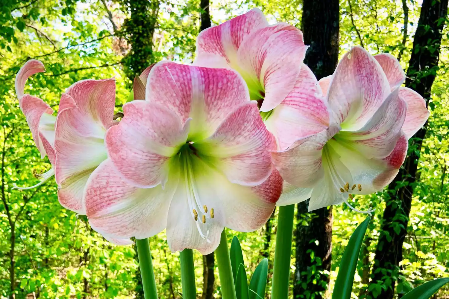 Amaryllis Spring Blooms