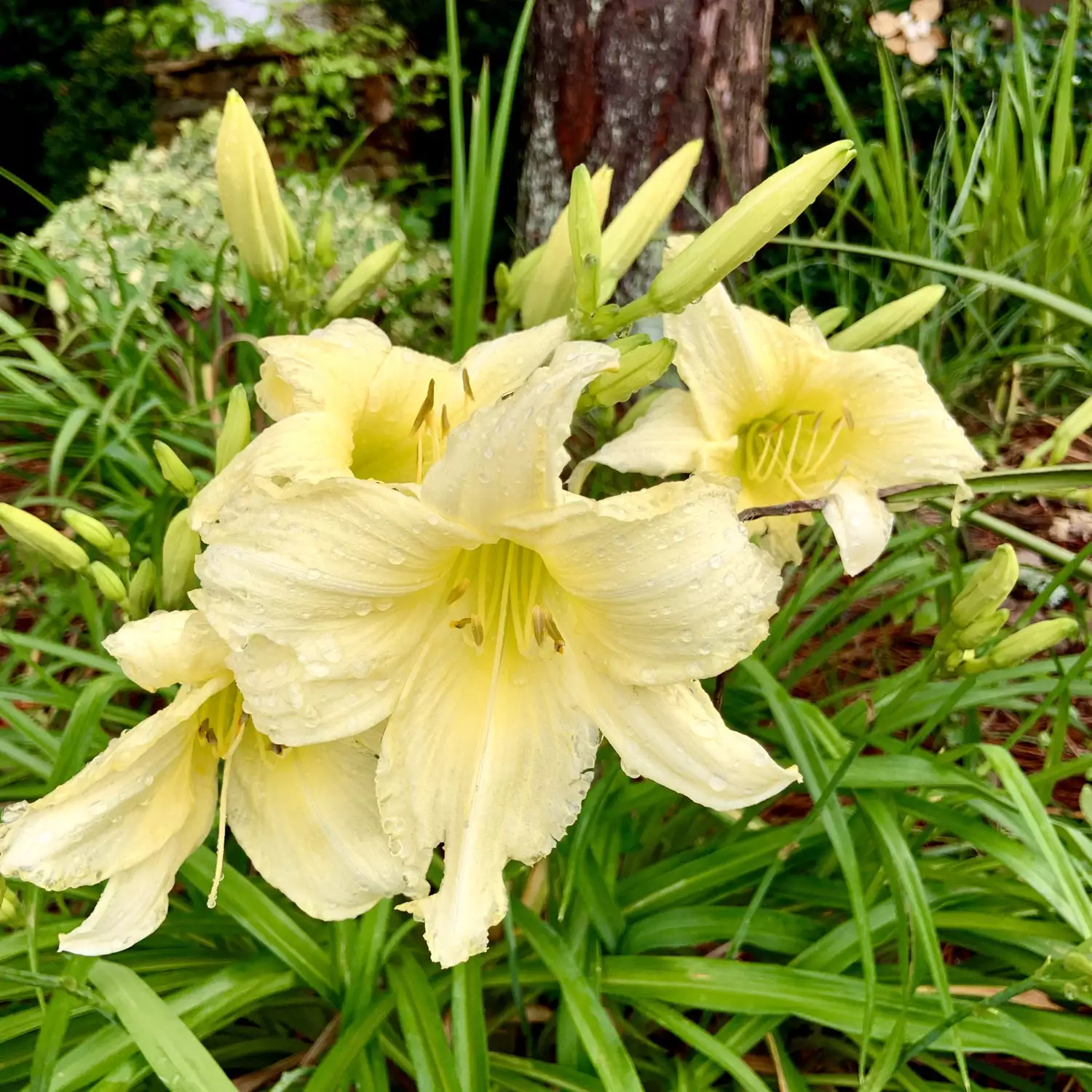 Daylilly