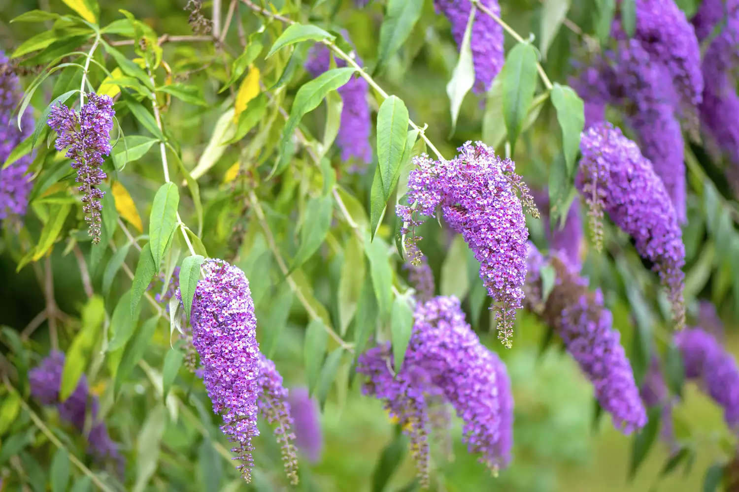 Butterfly Bush Plant