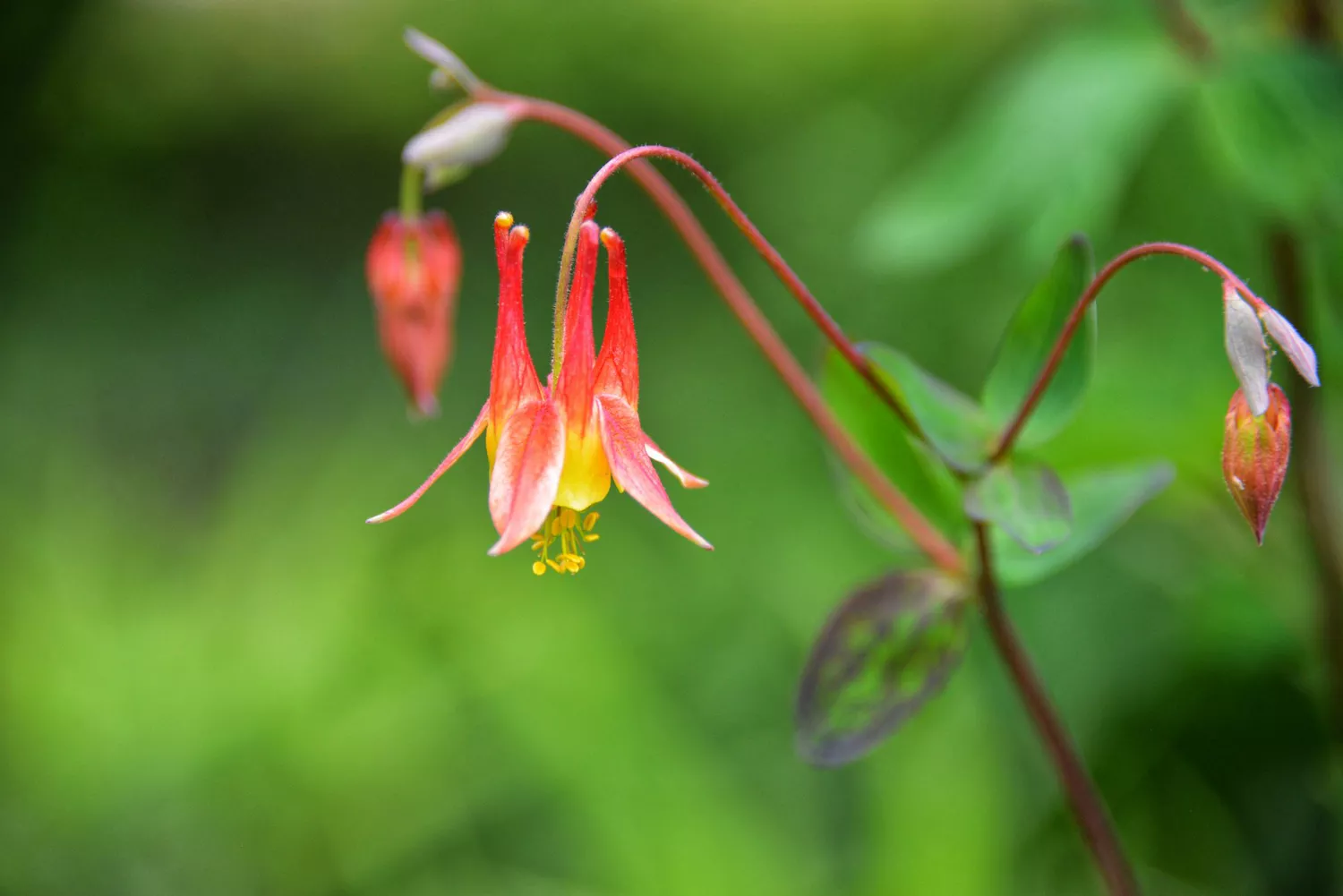 Columbine