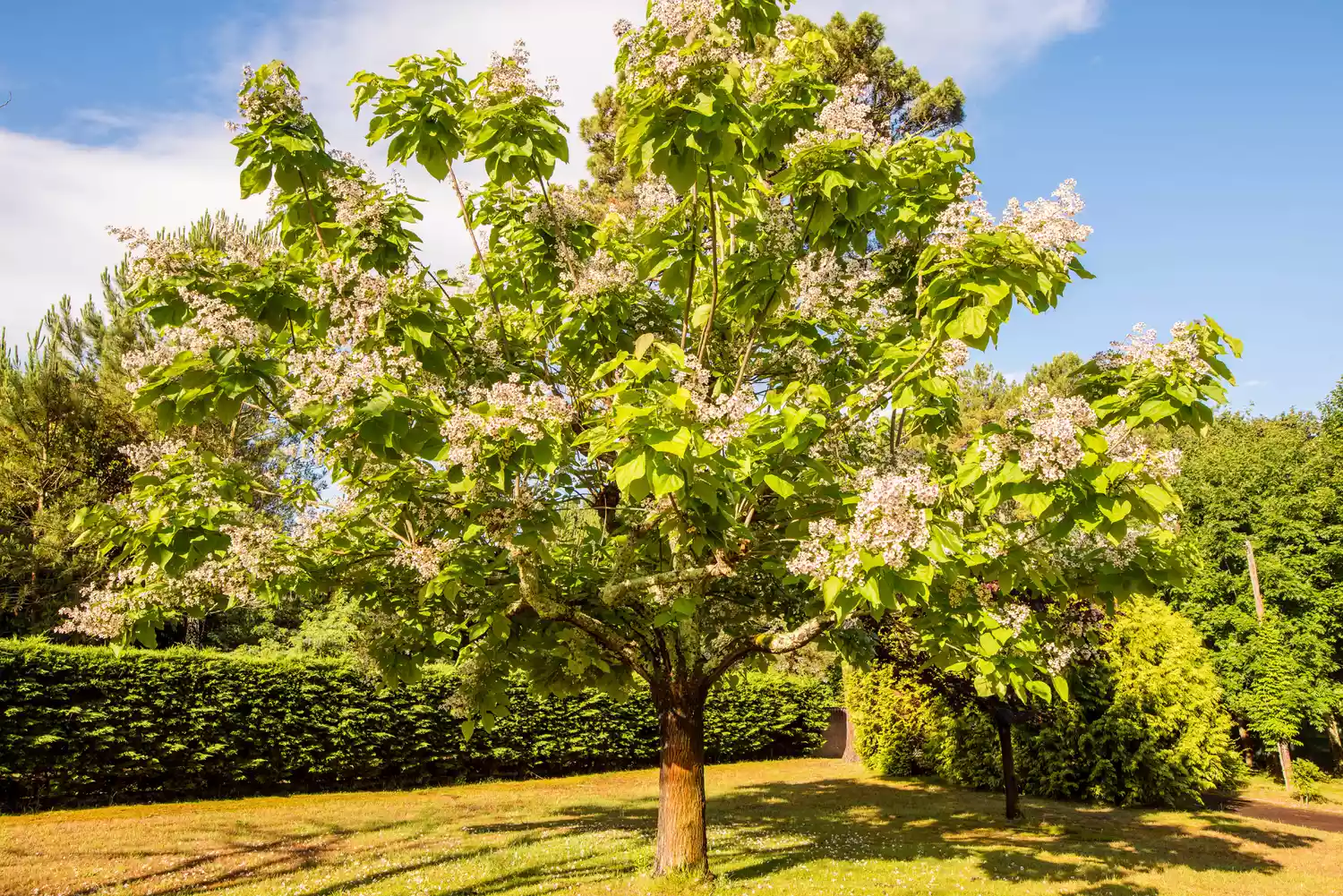 beautiful southern catapla in bloom