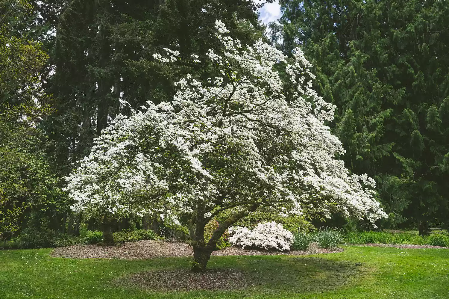 Serviceberry Tree