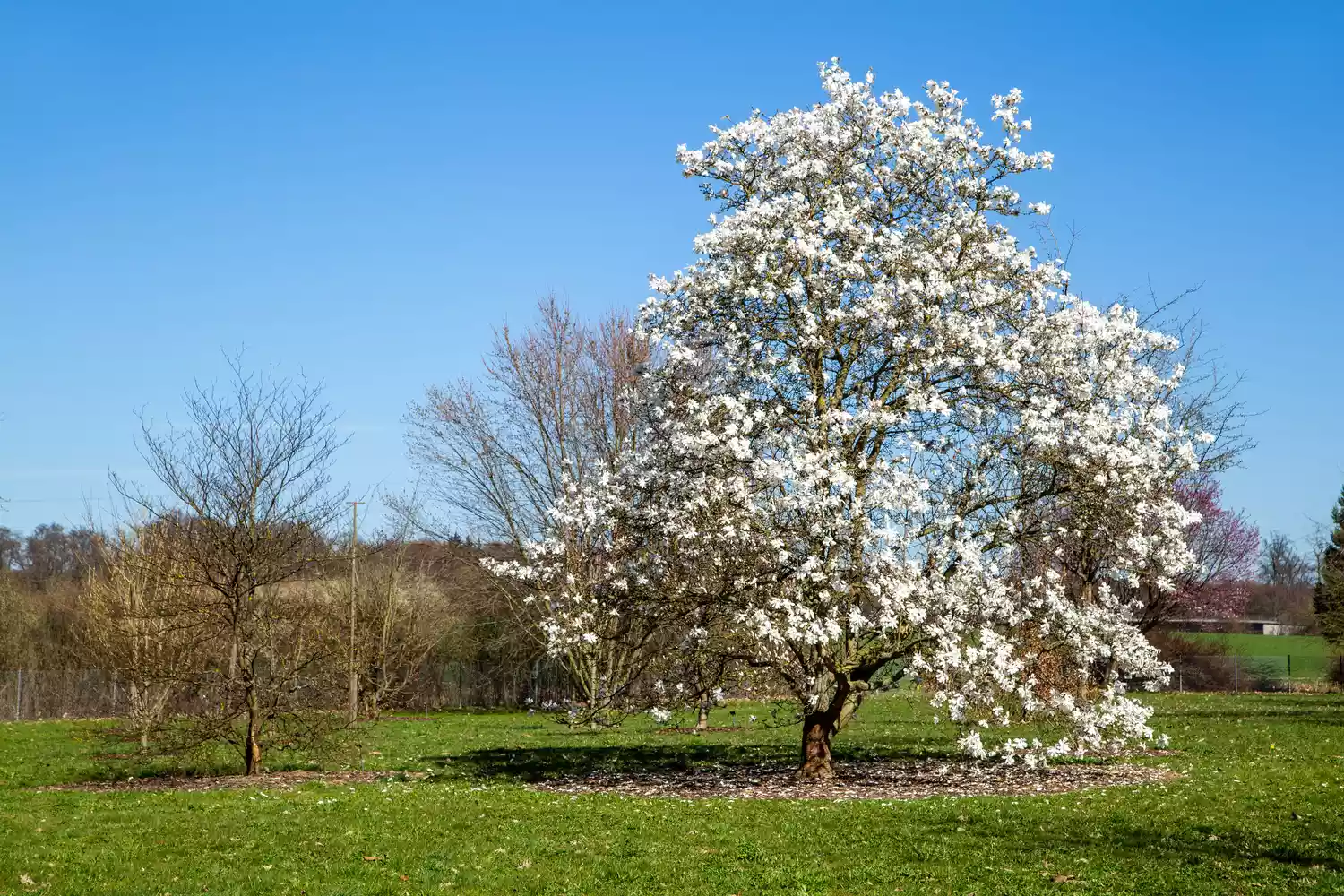 White Star Magnolia