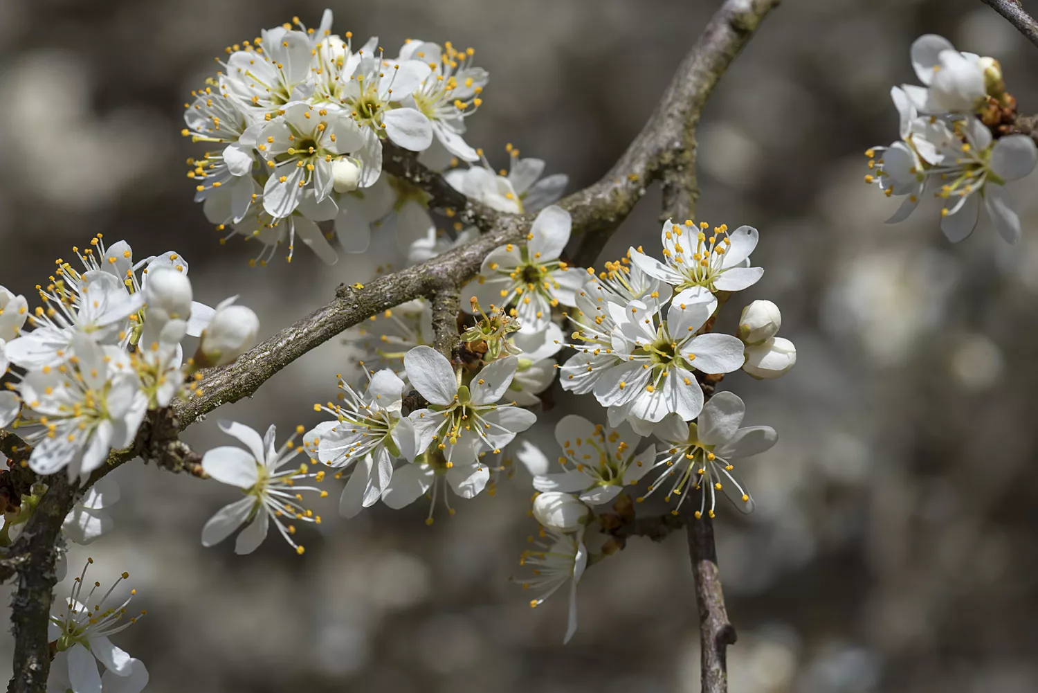 Mexican Plum