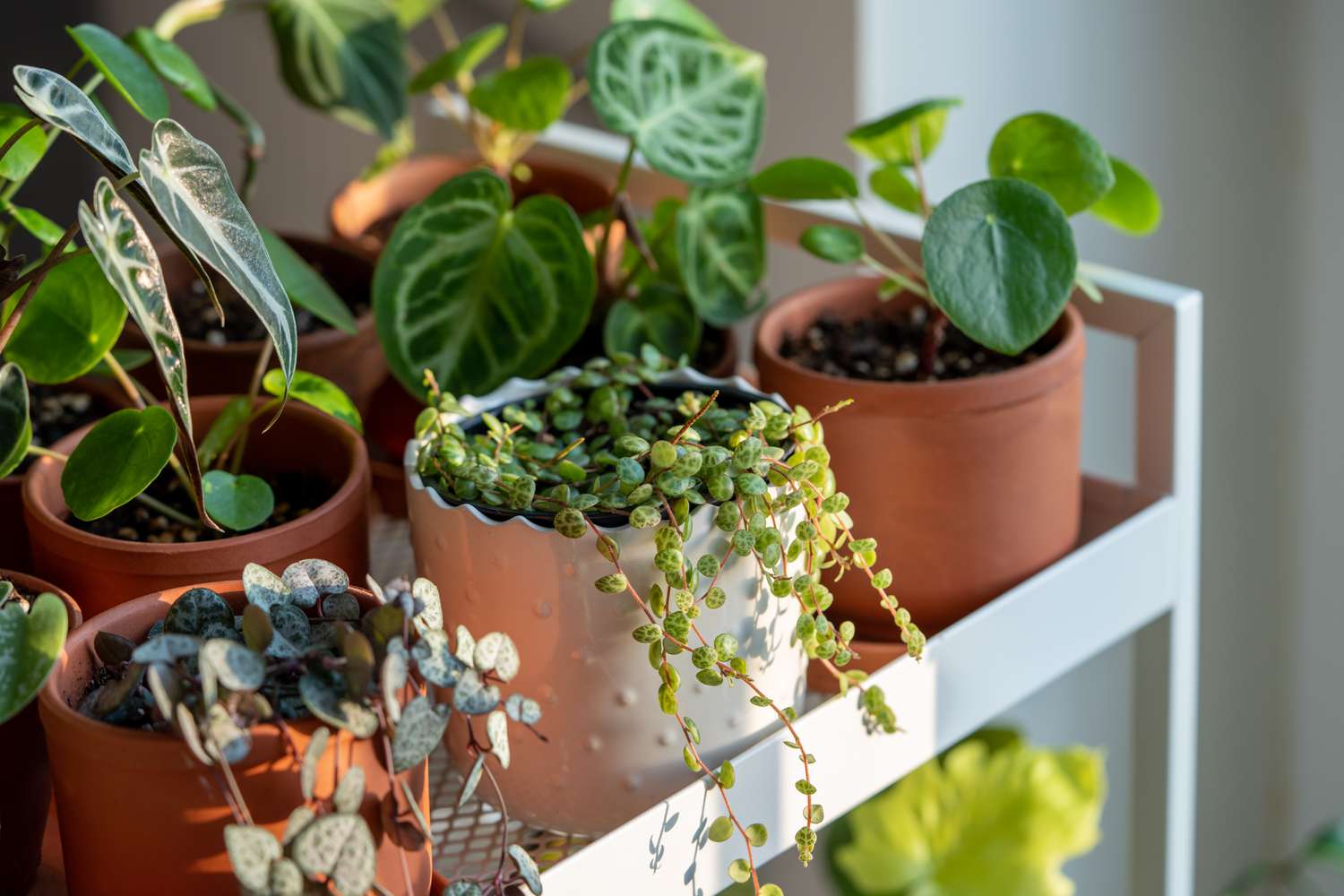 Why You Don't Need To Fertilize Your Winter Houseplants