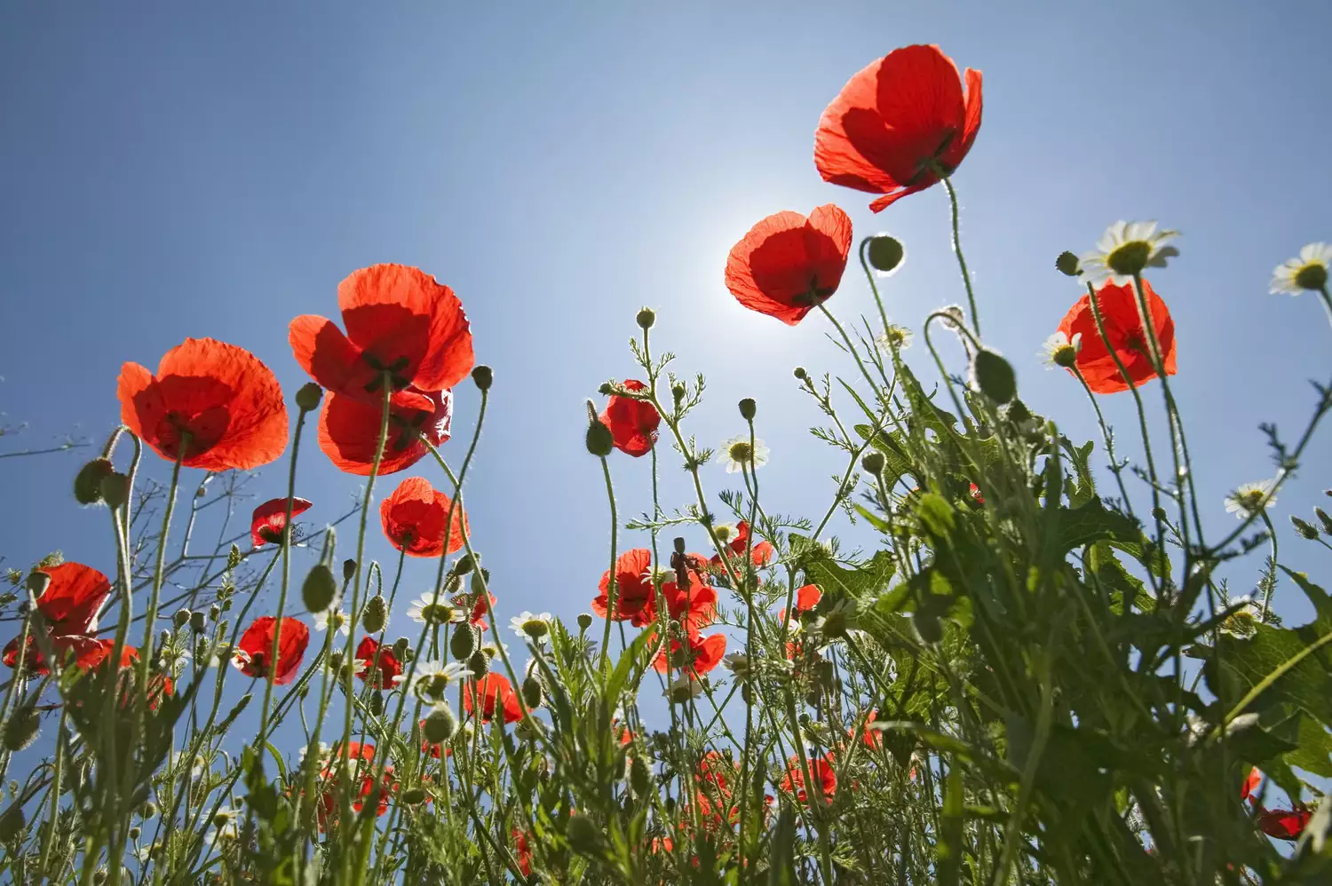 Poppies