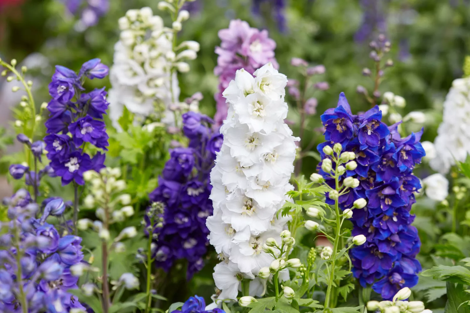 Delphinium