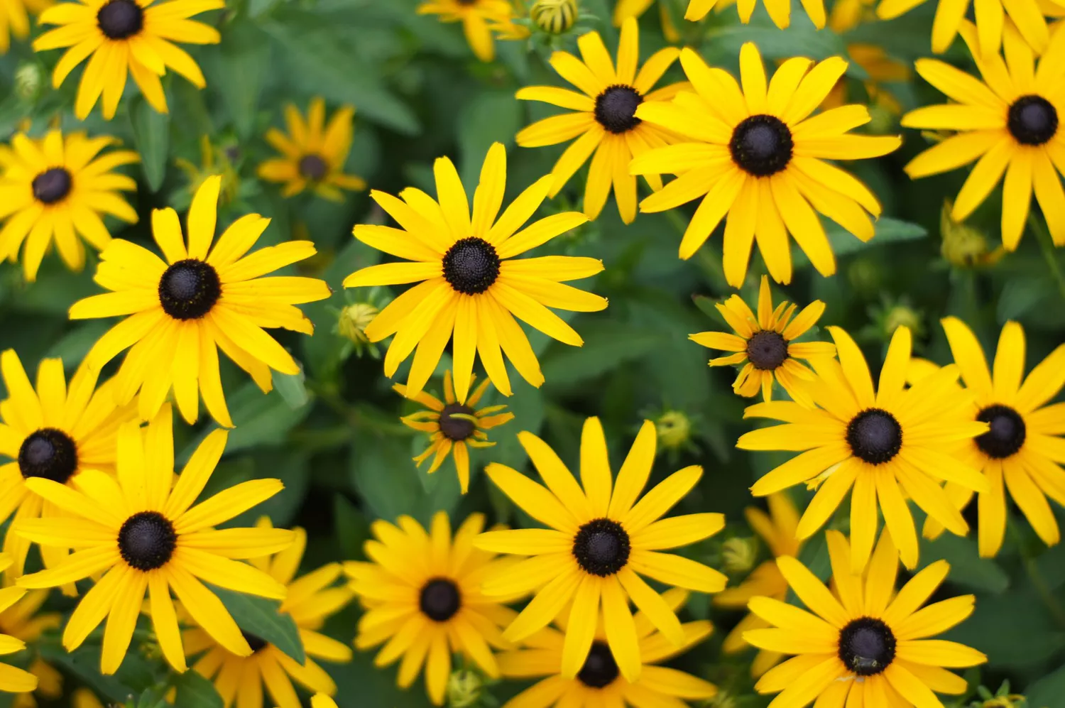 Black-Eyed Susan