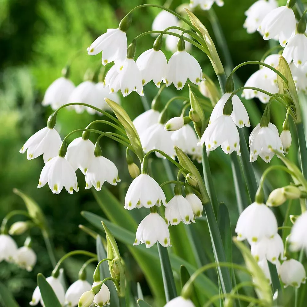 ‘Gravetye Giant' Summer snowflake