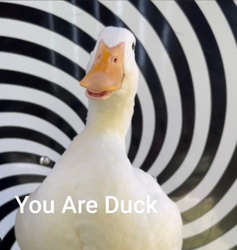 You Are Duck