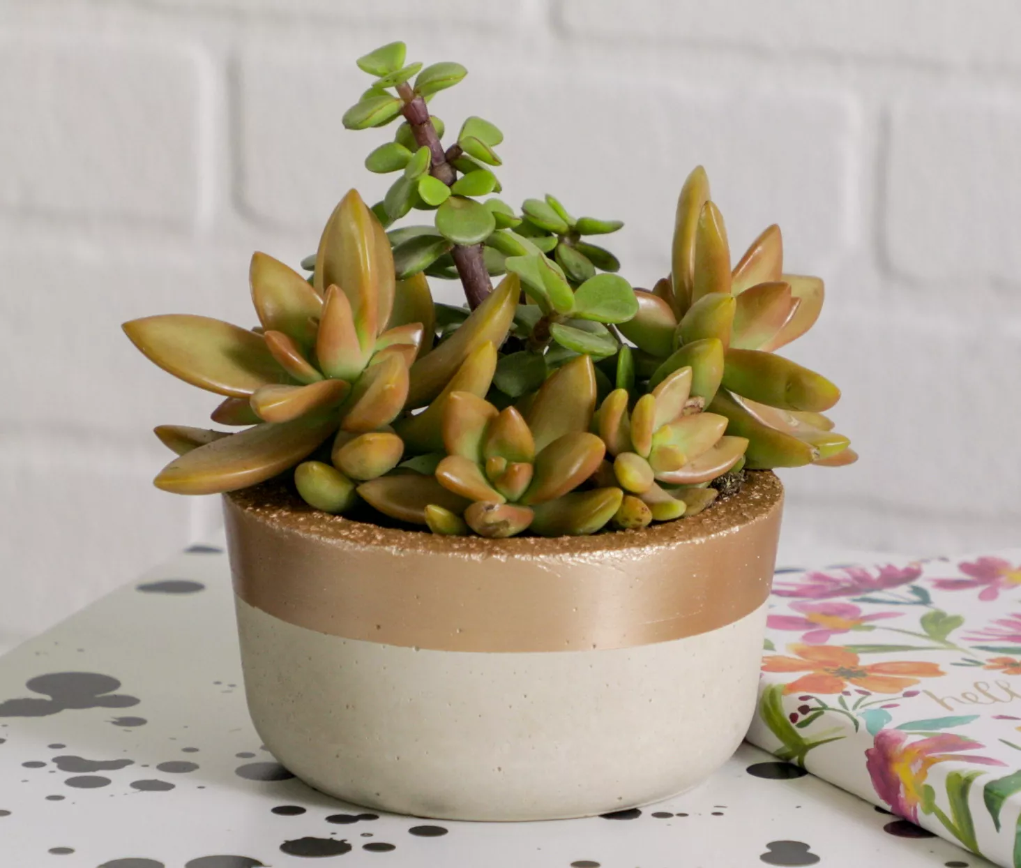 concrete succulent planter