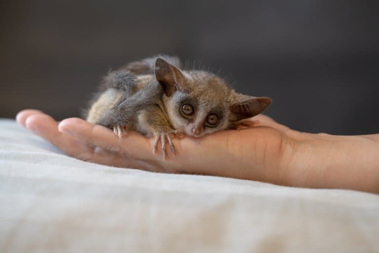 Cute Galago