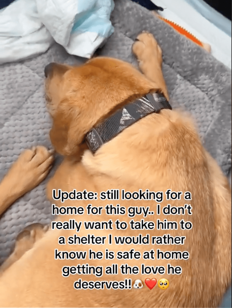 MAT Update: still looking for a home for this guy.. I don't really want to take him to a shelter I would rather know he is safe at home getting all the love he deserves!!&