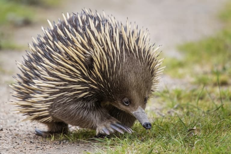 echidna facts