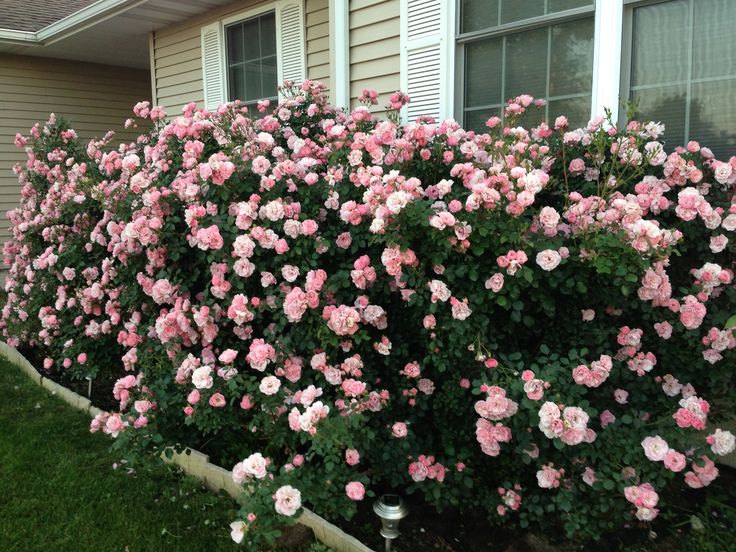 Bonica roses!! | Rose garden landscape, Garden inspiration, Climbing roses  trellis