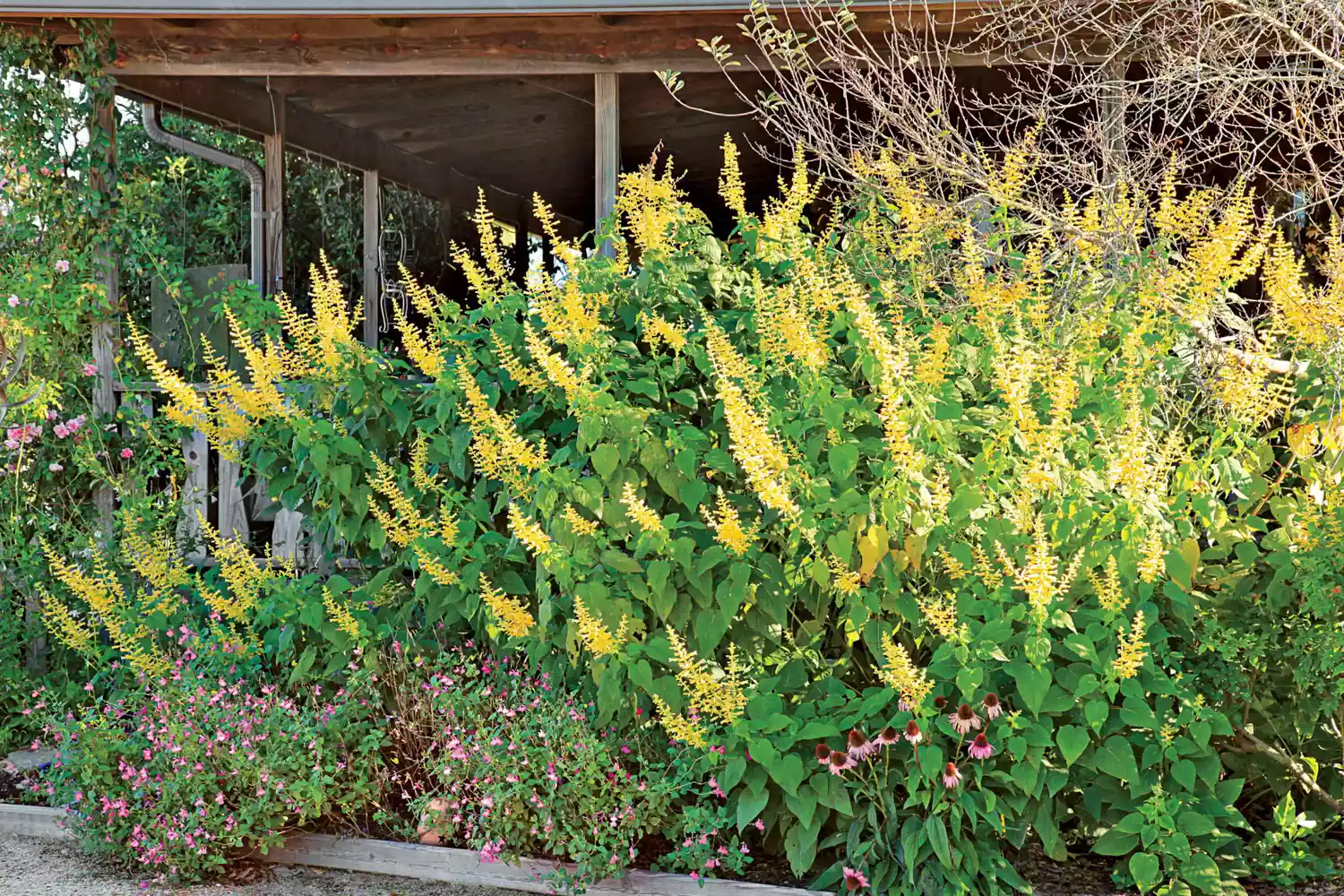 Yellow Sage