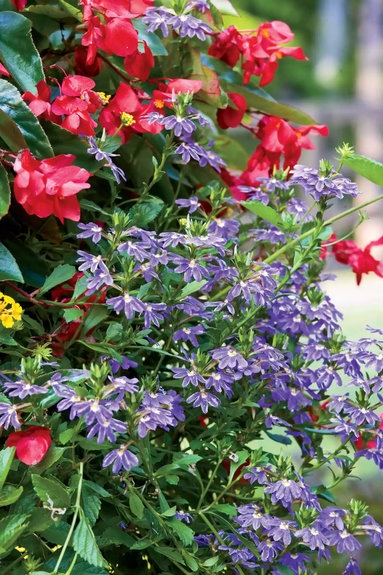 Purple Fanflower