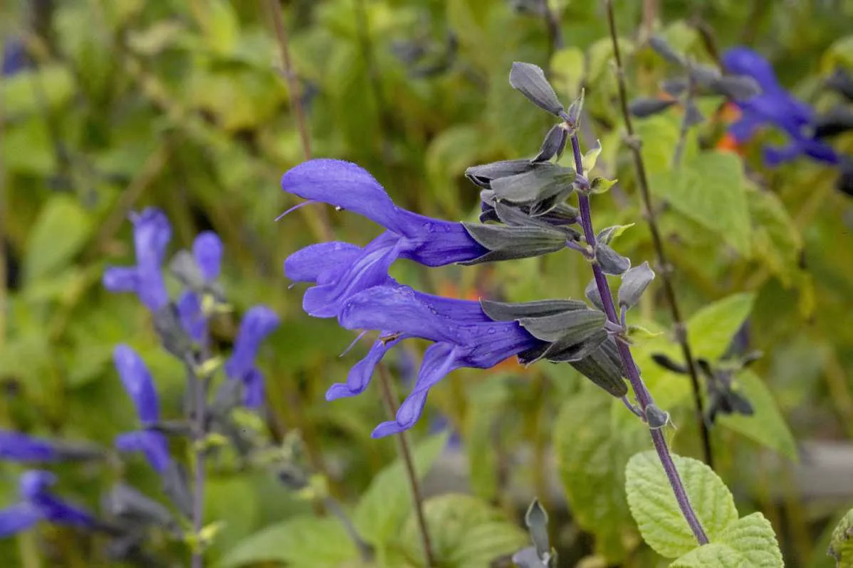 Black and Blue Salvia