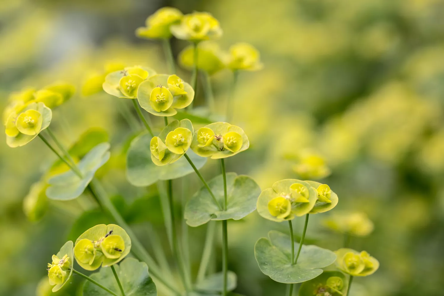 Euphorbia