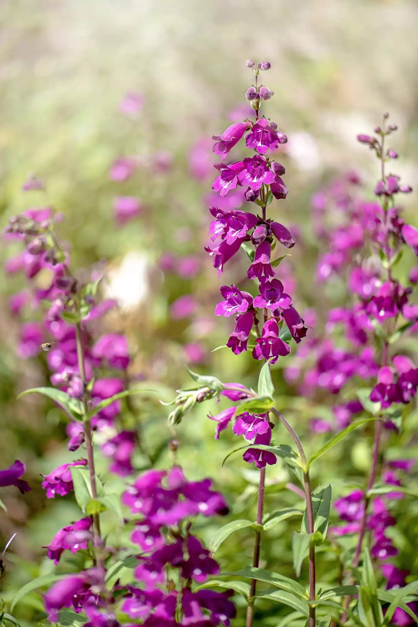 Beardtongue