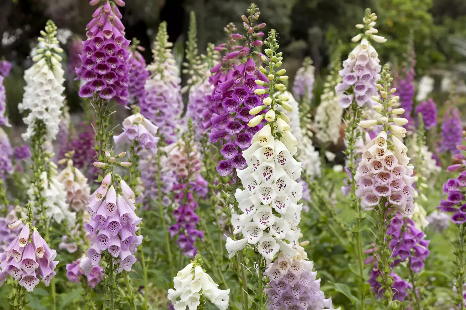 Foxglove