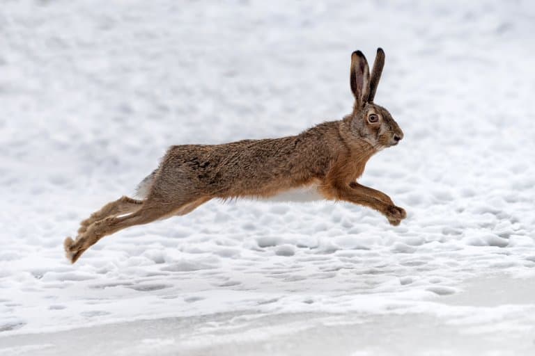 Highest Jumping Animals in The World