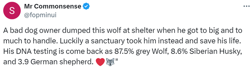 S Mr Commonsense @fopminui A bad dog owner dumped this wolf at shelter when he got to big and to much to handle. Luckily a sanctuary took him instead and save his life. His DNA testing is come back as 87.5% grey Wolf, 8.6% Siberian Husky, and 3.9 German shepherd.