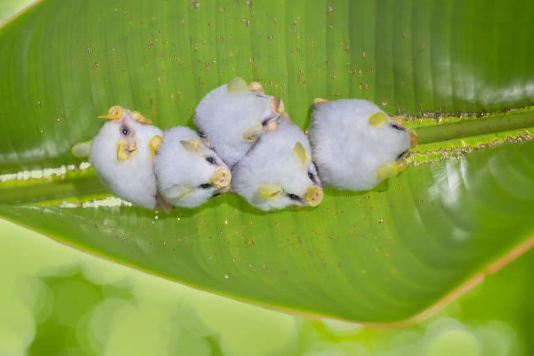 Honduran White Bats in their tent