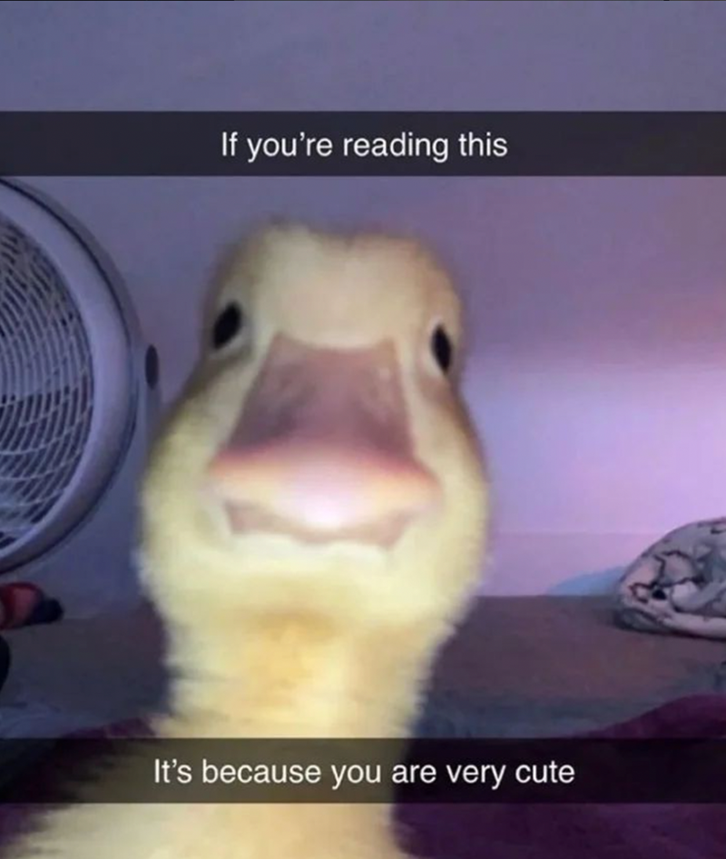 If you're reading this It's because you are very cute