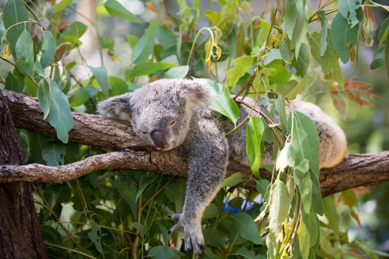 Koala sleeping