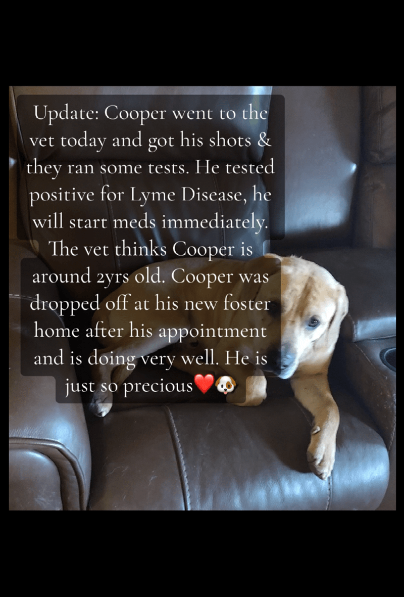 Update: Cooper went to the vet today and got his shots & they ran some tests. He tested positive for Lyme Disease, he will start meds immediately. The vet thinks Cooper is around 2yrs old. Cooper was dropped off at his new foster home after his appointment and is doing very well. He is just so precious