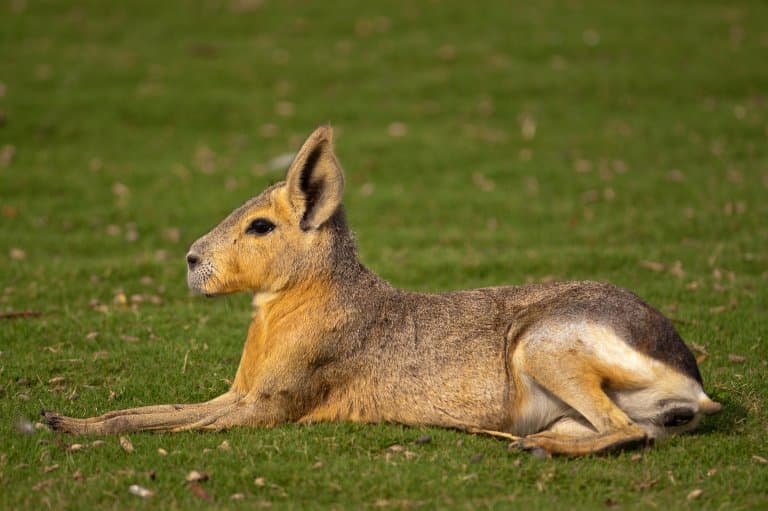 patagonian mara chilling