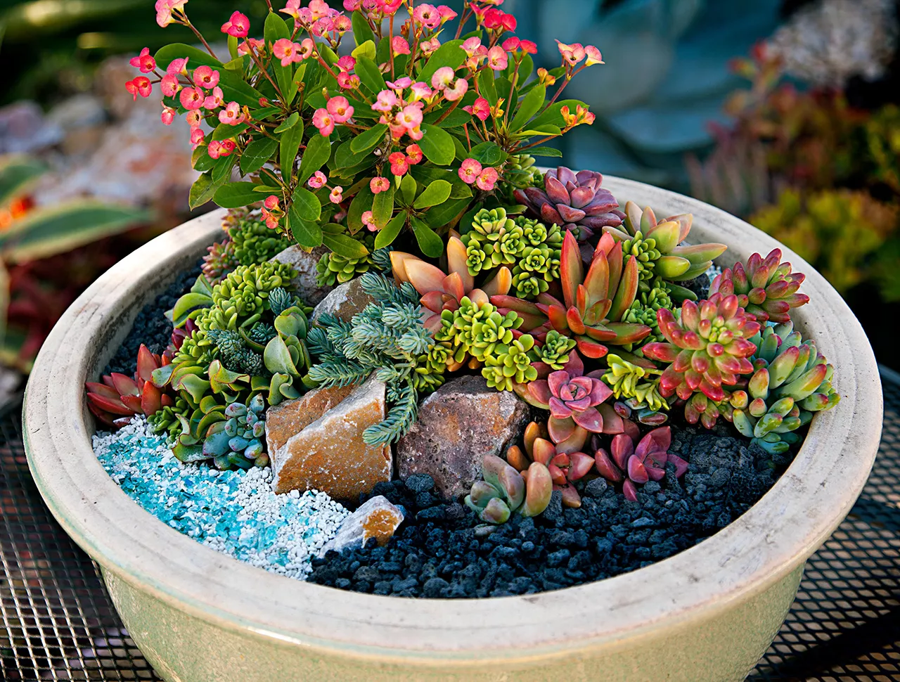 potted succulent plant garden