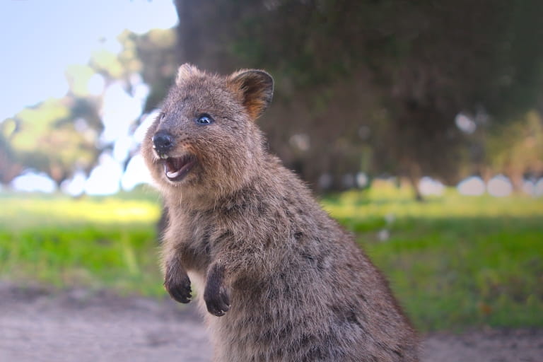 Quokka Facts