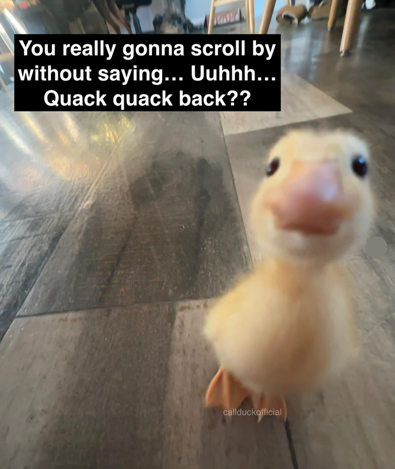 You really gonna scroll by without saying... Uuhhh... Quack quack back?? callduckofficial