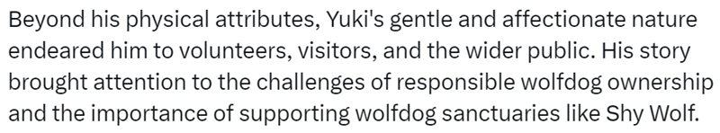 Beyond his physical attributes, Yuki's gentle and affectionate nature endeared him to volunteers, visitors, and the wider public. His story brought attention to the challenges of responsible wolfdog ownership and the importance of supporting wolfdog sanctuaries like Shy Wolf.