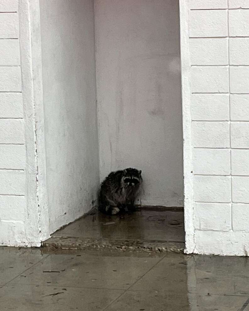 raccoon