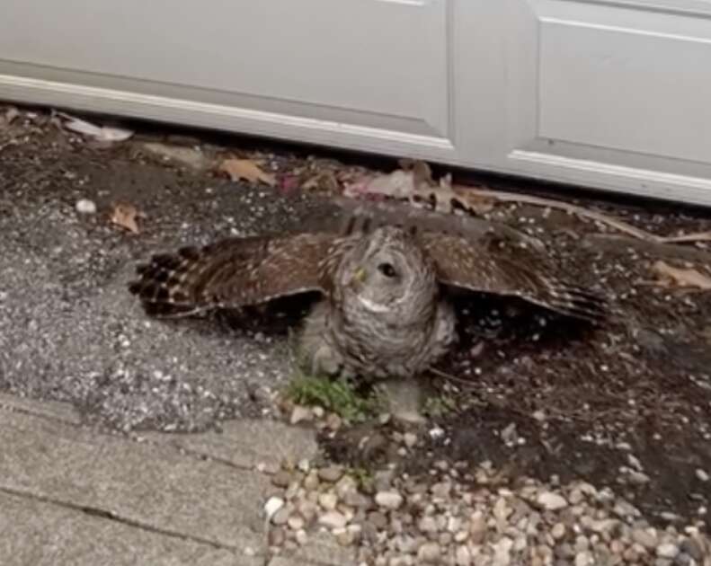 owl on the ground 