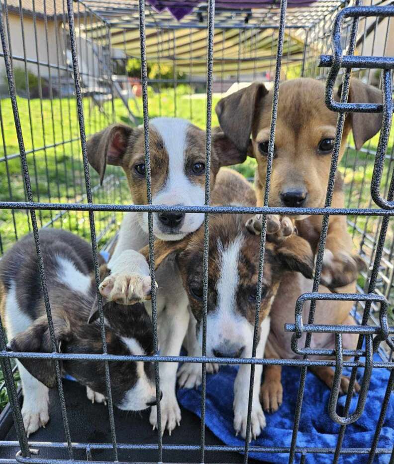 puppies in crate 