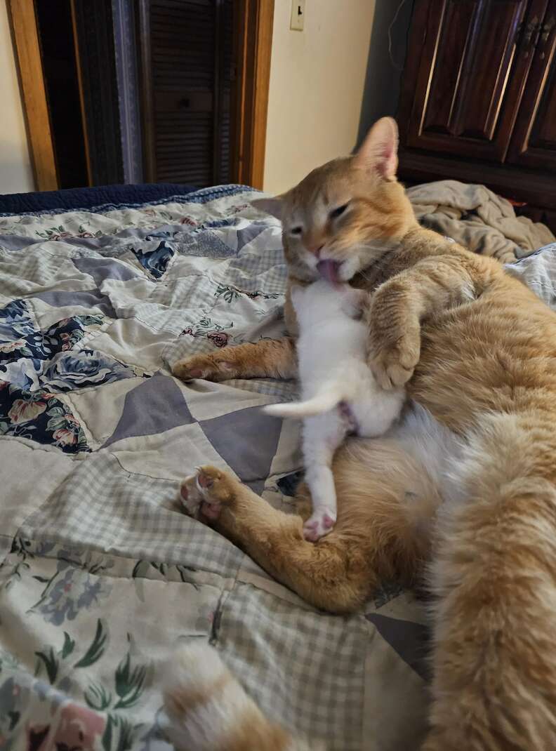 Large orange cat with small white kitten