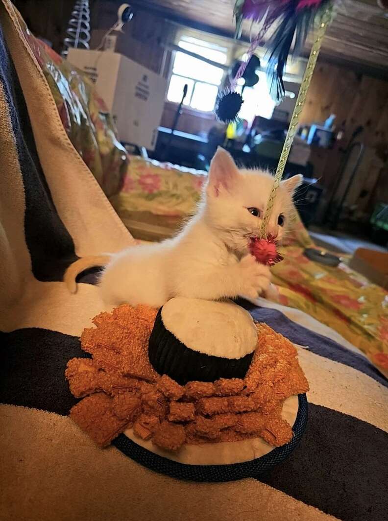 Small white cat playing with red toy