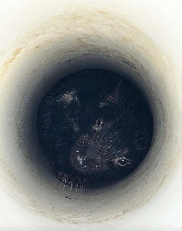 tasmanian devil in pipe 