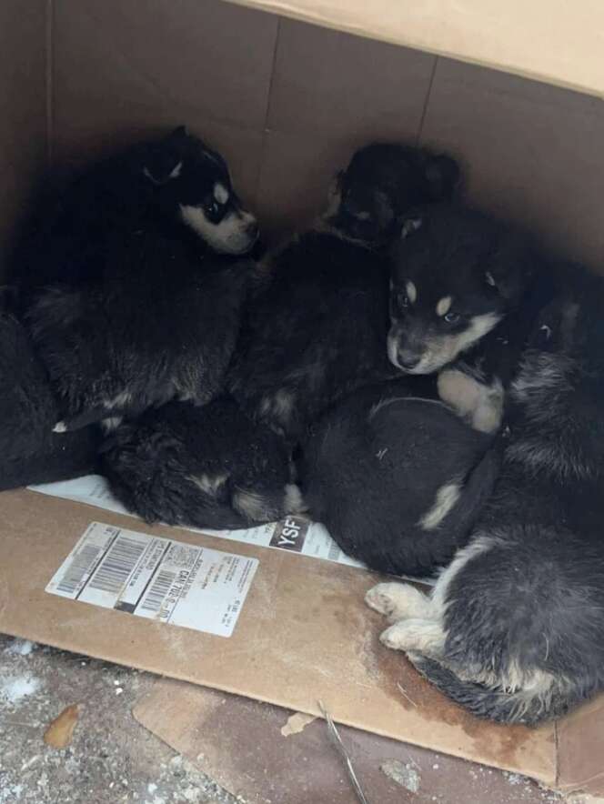 puppies in box 