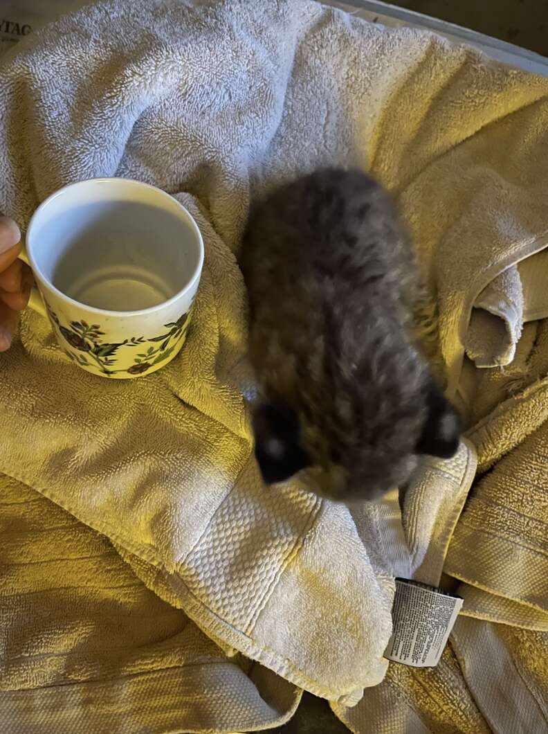 Baby bobcat on towel next to teacup