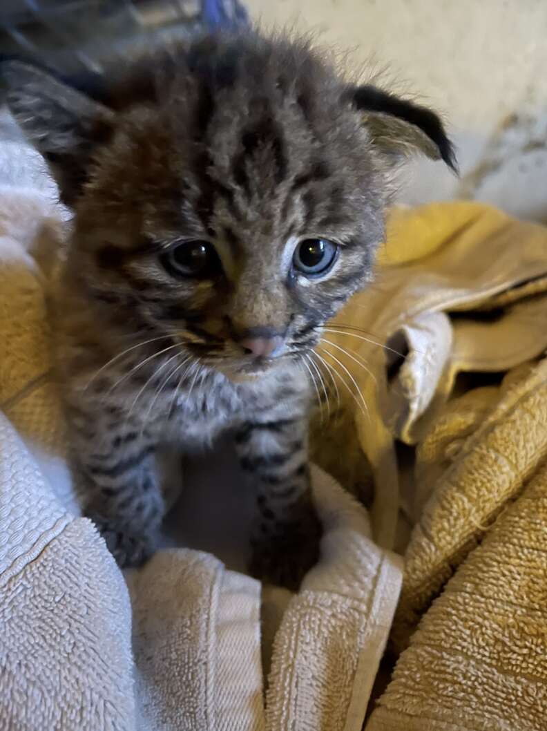 Baby bobcat sitting on towel