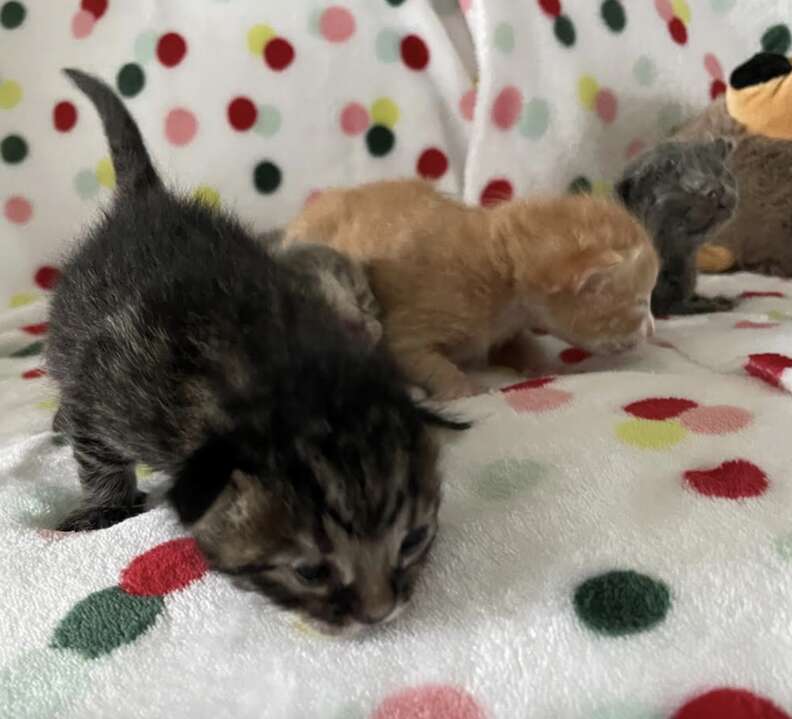 kittens on blanket