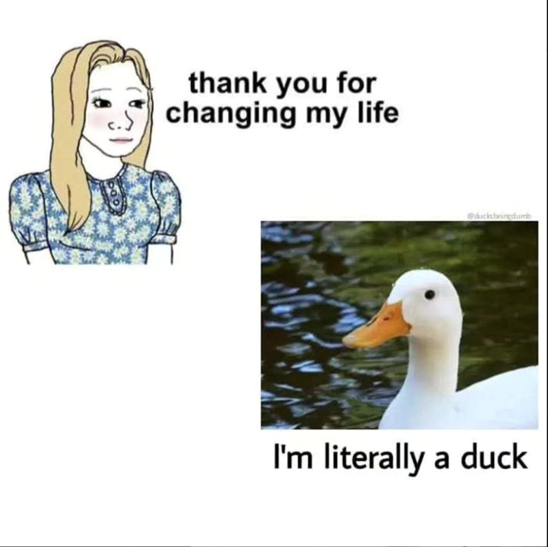 thank you for changing my life @ducksbeingdumb I'm literally a duck