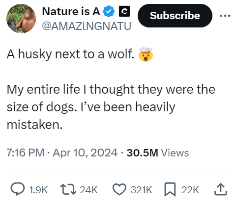 Nature is A❤ C Subscribe @AMAZINGNATU A husky next to a wolf. My entire life I thought they were the size of dogs. I've been heavily mistaken. 7:16 PM - Apr 10, 2024 - 30.5M Views 1.9K 24K 321K 22K ↑
