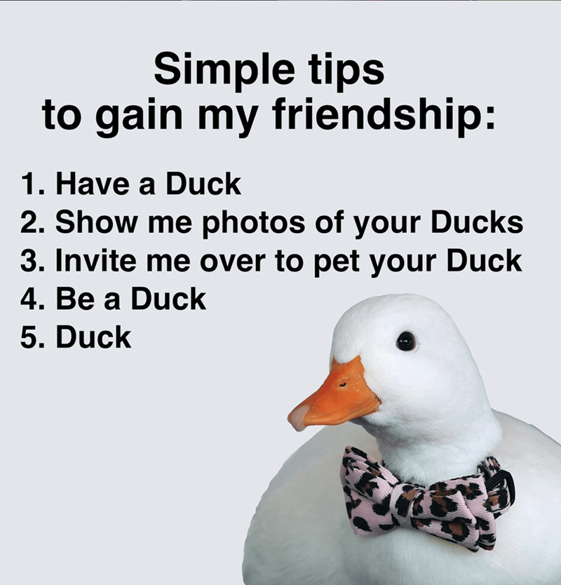 Simple tips to gain my friendship: 1. Have a Duck 2. Show me photos of your Ducks 3. Invite me over to pet your Duck 4. Be a Duck 5. Duck