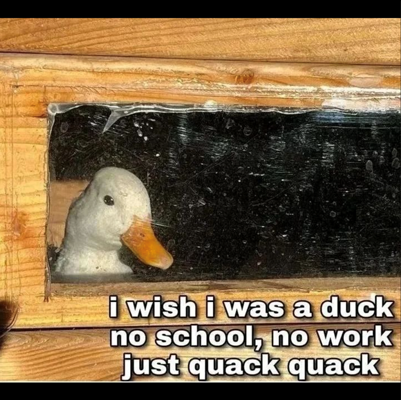 i wish i was a duck no school, no work just quack quack